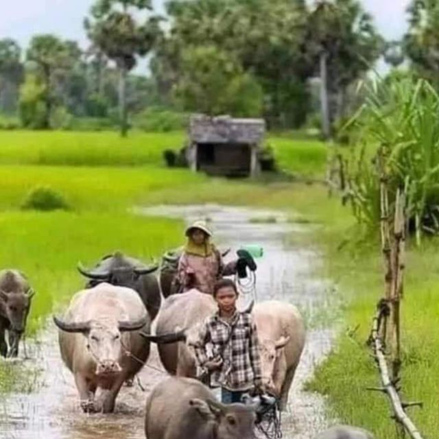 A day tour through Battambang/Local area and landmarks - Food stops that are not for everyone
