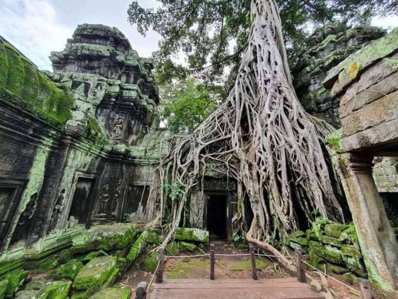 Angkor Cycling Tour - Ta Prohm, the temple shaped by trees