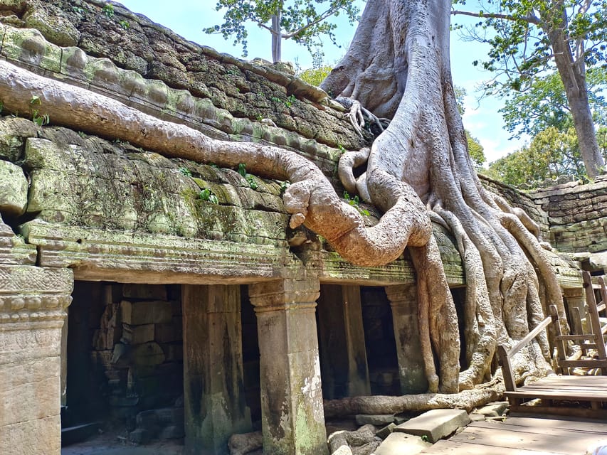 Angkor Wat: Highlights and Sunrise with Spanish Guide - Ta Prohm and the pull of the jungle