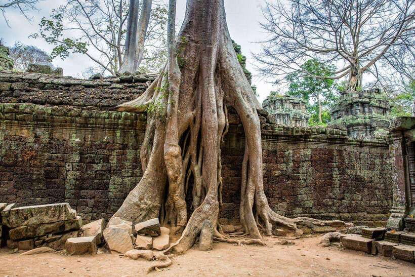 Angkor Wat Small Tour With Private Tuk Tuk - Ta Prohm brings the most distinctive setting