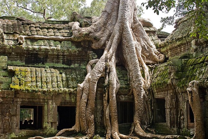 Angkor Wat Sunrise & Small Circuit Tour - Ta Prohm and the appeal of a familiar ruin