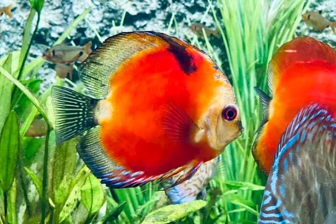 Angkor Wildlife & Aquarium Halfday tour - Why this makes a useful break from Angkor