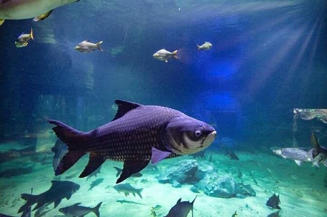 Angkor Wildlife & Aquarium Halfday tour - Why the private vehicle matters in Siem Reap