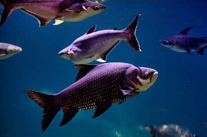 Angkor Wildlife & Aquarium Halfday tour - Practical booking advice