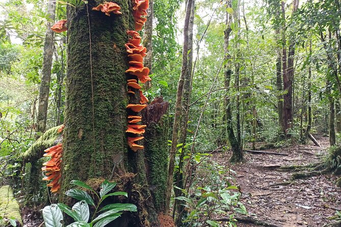 Aural Mountain Trek: Cambodia Tallest Peak Challenge - A waterfall camp in the bamboo forest