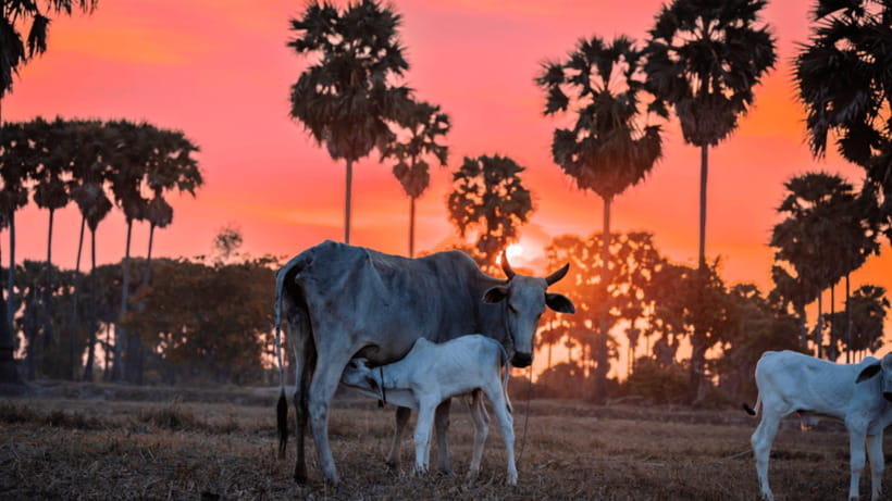 Authentic Siem Reap: Tuk Tuk Countryside and Sunset Tour - Key points to know before booking