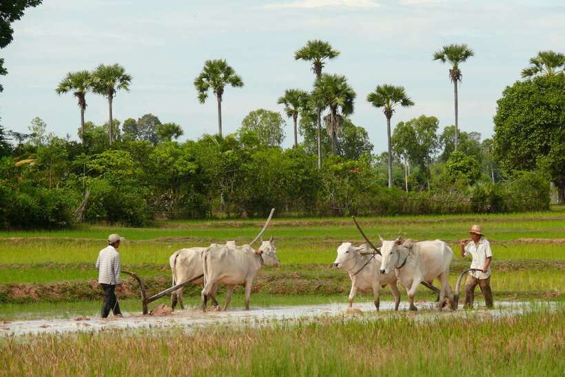 Back to Basics: Siem Reap Village Tour in Cambodia - Meeting families without turning the village into a stage