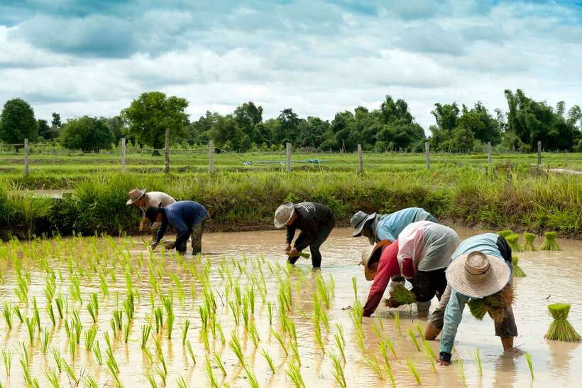 Back to Basics: Village Life Tour from Siem Reap - A close look at village life outside Siem Reap