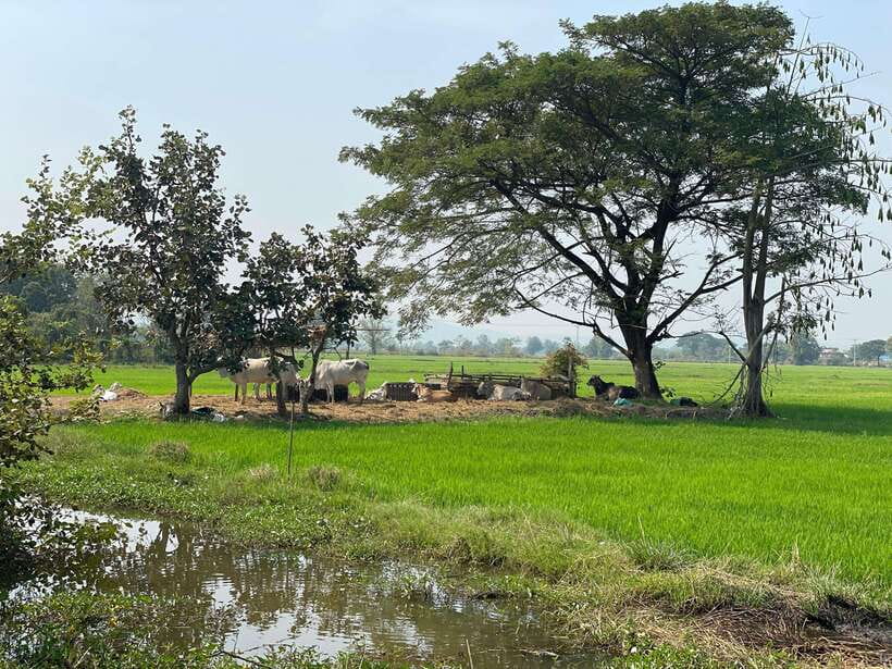 Battambang: Bamboo Train, Bat Cave and Killing Cave Tour - Key points to know before booking