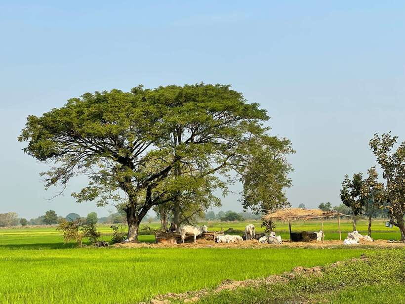 Battambang: Bamboo Train, Bat Cave and Killing Cave Tour - Tuk-tuk roads, farms, villages, and the suspension bridge