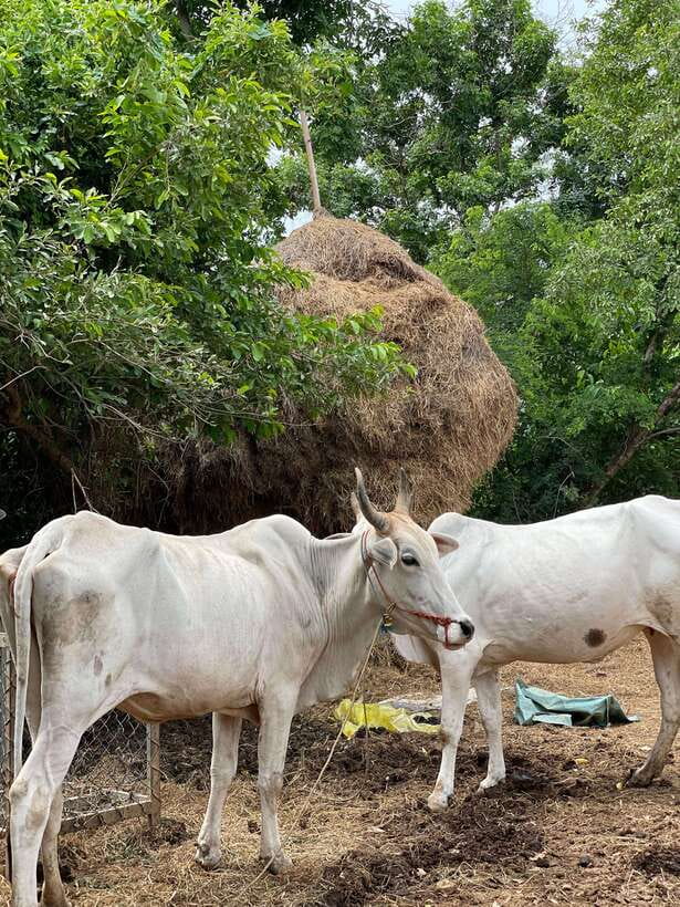 Battambang: Bamboo Train, Bat Cave and Killing Cave Tour - Riding Battambang’s Bamboo Train