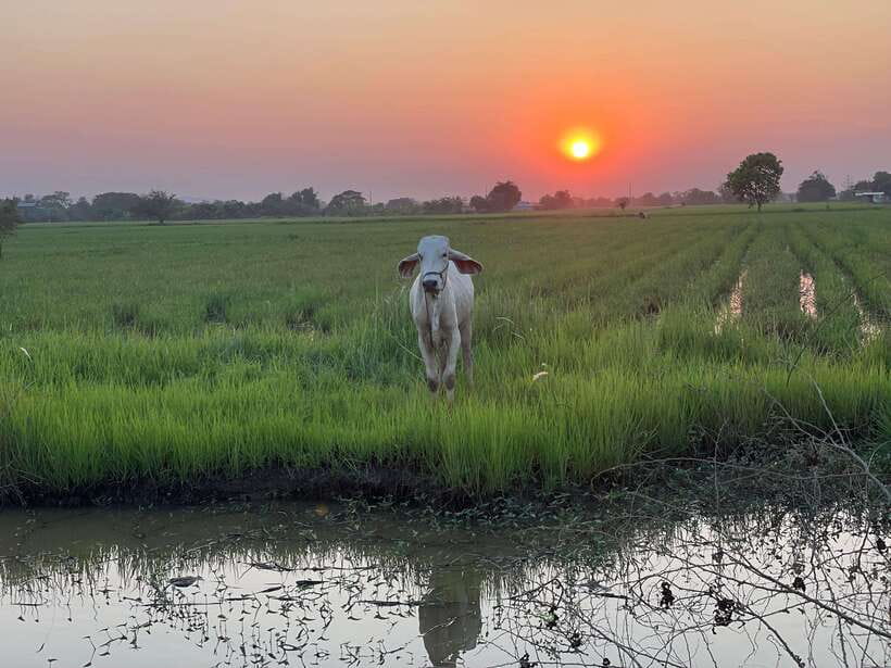 Battambang: Bamboo Train, Bat Cave and Killing Cave Tour - The bat cave at dusk