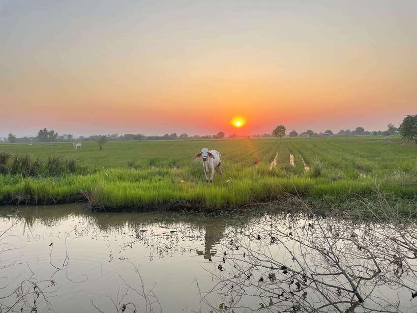 Battambang: Bamboo Train, Bat Cave and Killing Cave Tour - The guides can make the difference
