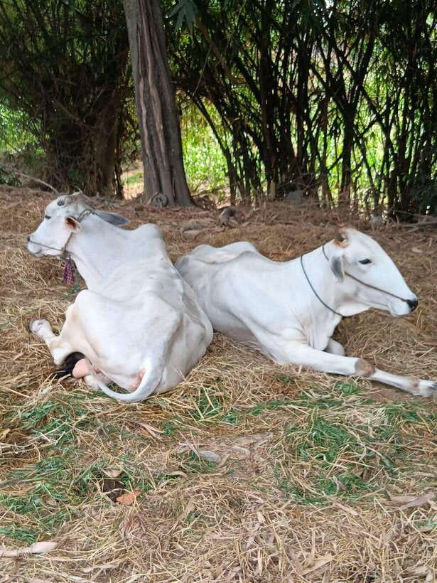 Battambang Private Full-Day Tour - From crocodile pens to local food