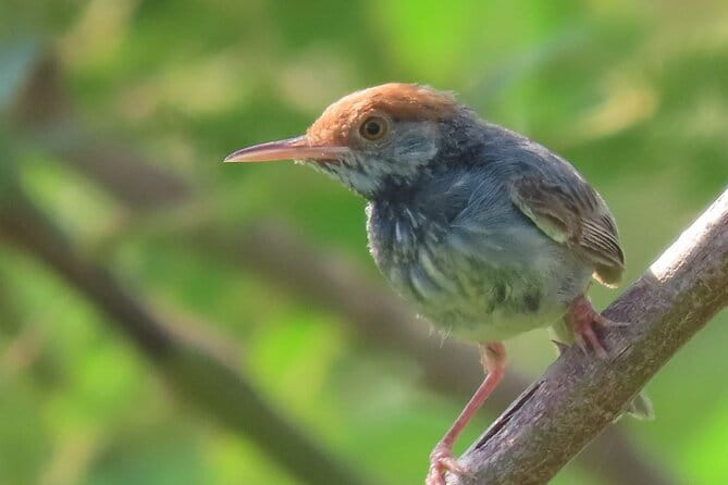 Beyond The Oudong Temple and Birdwatching in Phnom Penh - Why this is more than a birdwatching outing