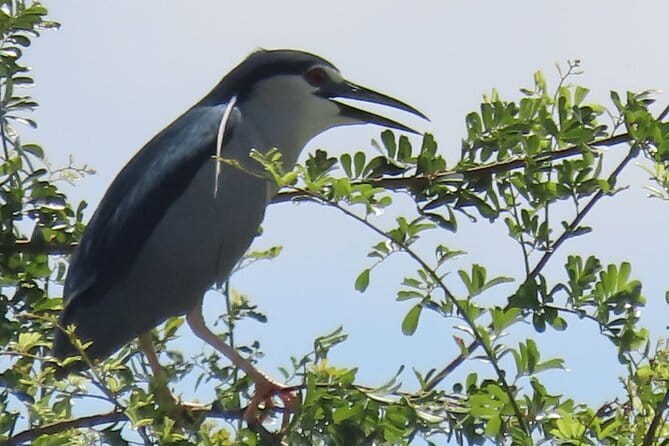 Beyond The Oudong Temple and Birdwatching in Phnom Penh - Rice fields, river roads, and the second birding site