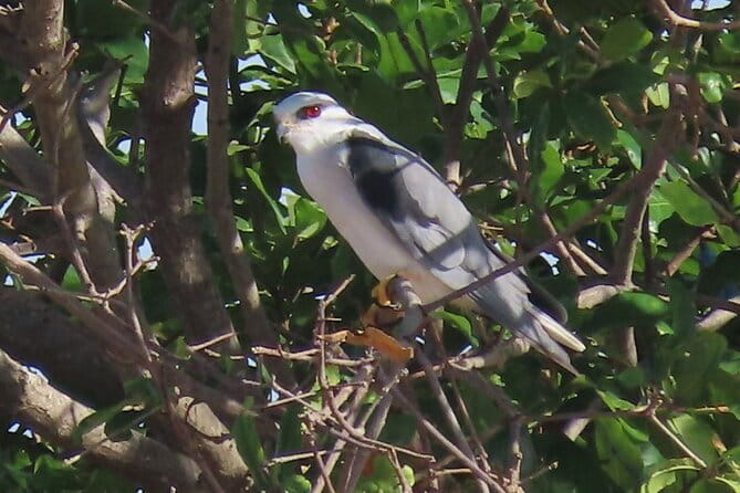 Beyond The Oudong Temple and Birdwatching in Phnom Penh - Coffee, fruit, and a wetland bird list
