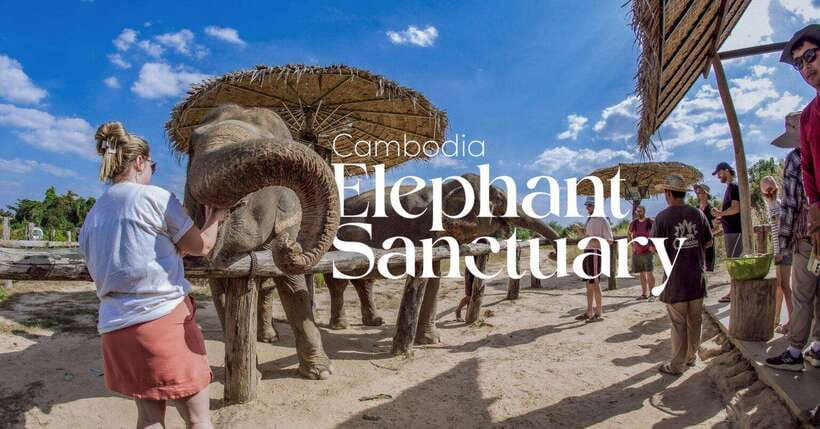 Cambodia Elephant Sanctuary and Banteay Srey Temple Tour - A close look at the elephants, without a staged show