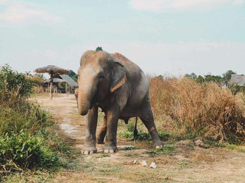 Cambodia Elephant Sanctuary Include Hotel Transfer Roundtrip - Key Points at a Glance