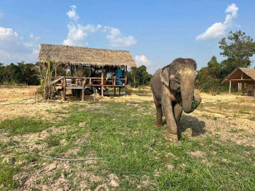 Cambodia Elephant Sanctuary Include Hotel Transfer Roundtrip - Feeding Elephants Face to Face
