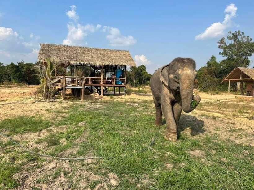 Cambodia Elephant Sanctuary Include Hotel Transfer Roundtrip - Following the Elephants to the River