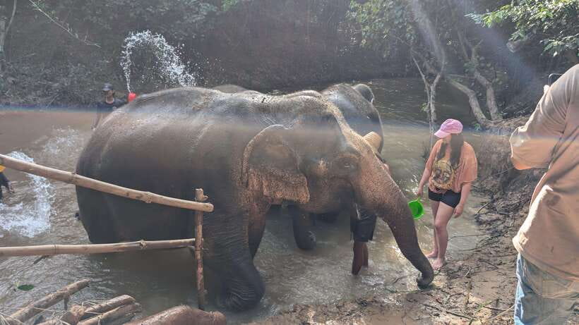 Cambodia Elephant Sanctuary Include Hotel Transfer Roundtrip - Comfort, Clothing, and Practical Planning