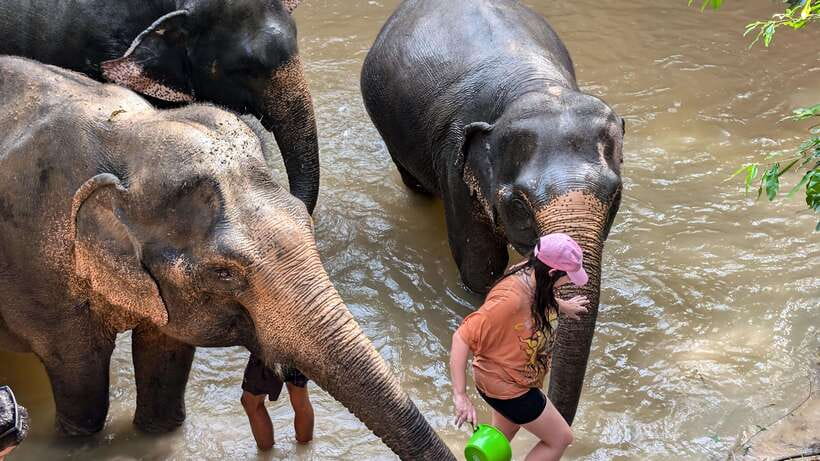 Cambodia Elephant Sanctuary Include Hotel Transfer Roundtrip - Preparing Food Instead of Just Taking Photos
