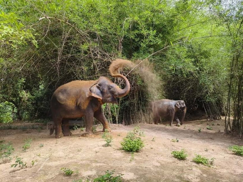Cambodia Elephants Haft Day Experiences from Siem Reap - Key points at a glance