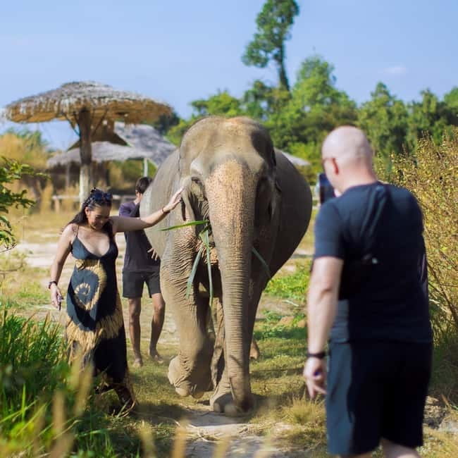 Cambodia Elephants Haft Day Experiences from Siem Reap - Watching the elephants interact