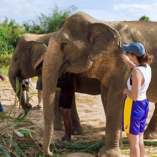 Cambodia Elephants Haft Day Experiences from Siem Reap - Mud bath: playful, wet, and optional in spirit