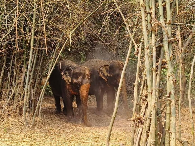 Cambodia Elephants Haft Day Experiences from Siem Reap - Bathing the elephants for another 20 to 30 minutes
