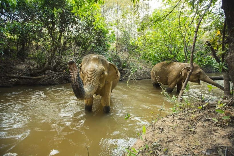 Cambodia Elephants Haft Day Experiences from Siem Reap - Fruit, water, and a slower finish