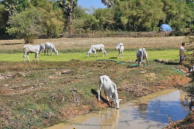 East Corner of Siem Reap - Roluos Group & Countryside - Preah Ko, the sacred bull temple