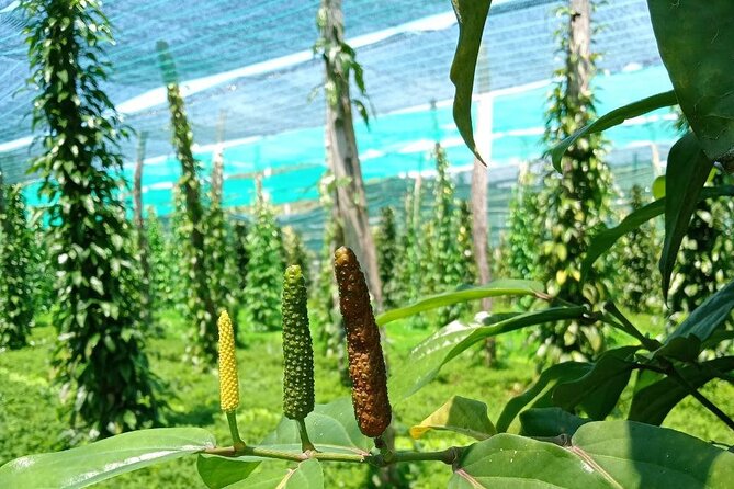 Exploring Kampot: A Memorable Tour from Sihanoukville - La Plantation and the story of Kampot pepper