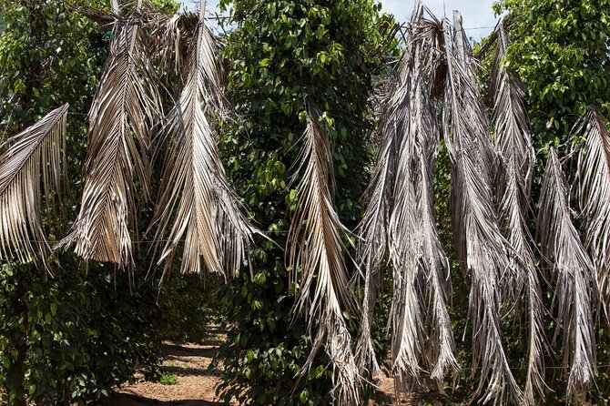 Exploring the Best of Kampot and Kep in a Full-Day Tour - What the $55 price really includes