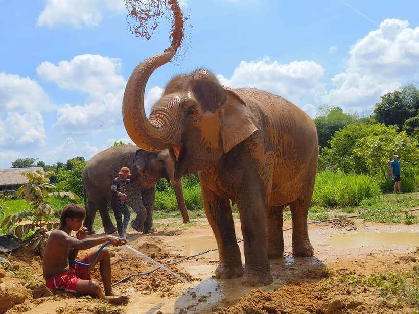 From Siem Reap: Elephant Sanctuary Experience with Transfers - Who should book this elephant experience?