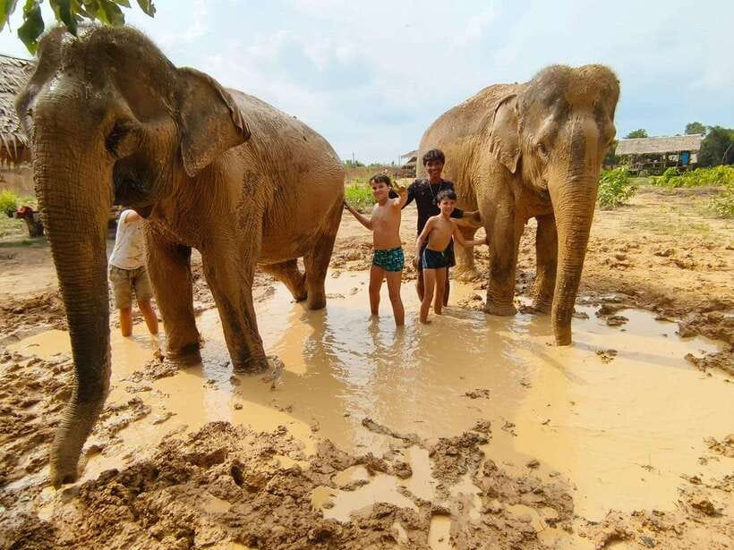 From Siem Reap: Elephant Sanctuary Experience with Transfers - A small sanctuary with three rescued elephants