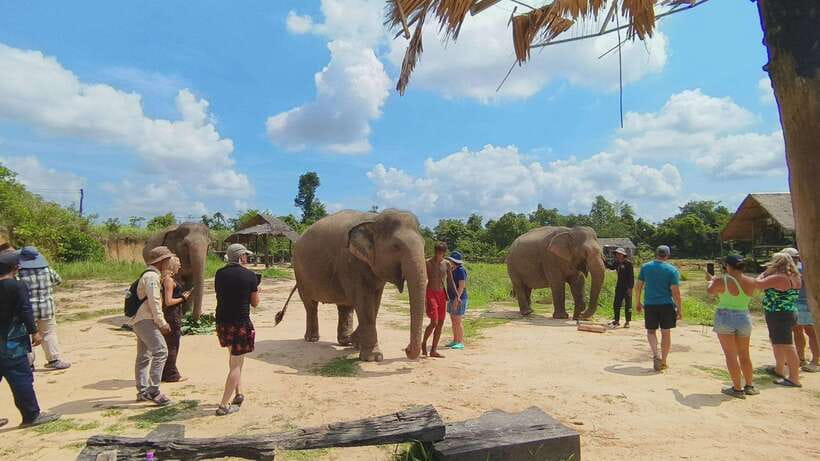 From Siem Reap: Elephant Sanctuary Experience with Transfers - Preparing rice balls and healthy snacks
