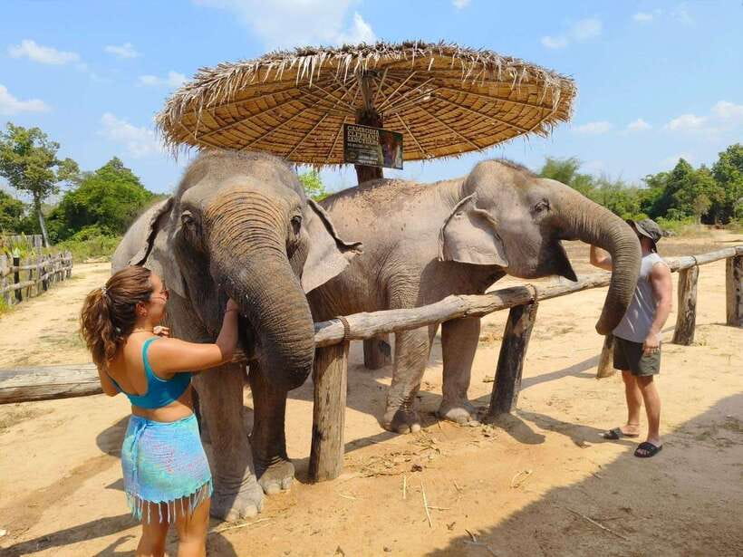 From Siem Reap: Elephant Sanctuary Experience with Transfers - Watching elephants roam, eat, and socialize