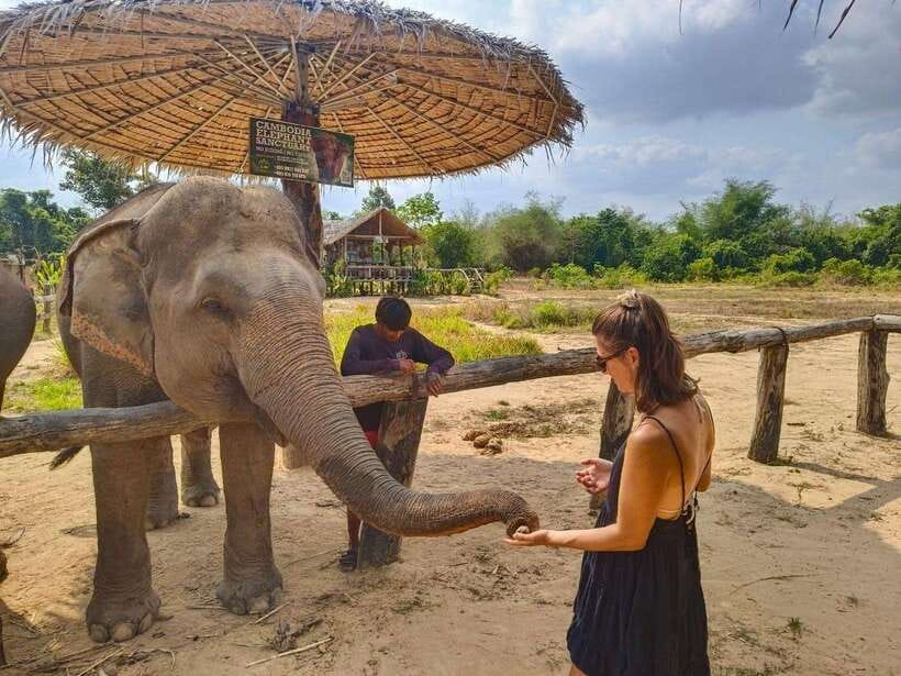 From Siem Reap: Elephant Sanctuary Experience with Transfers - How much value does $69 offer?