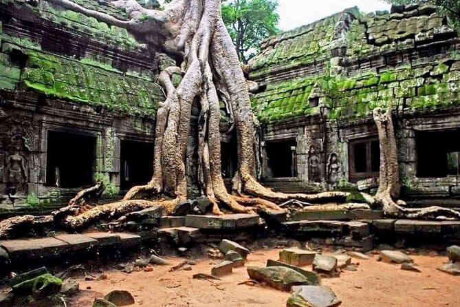 Full-day Private VIP Tour to Angkor Complex - Ta Prohm, where trees share the ruins