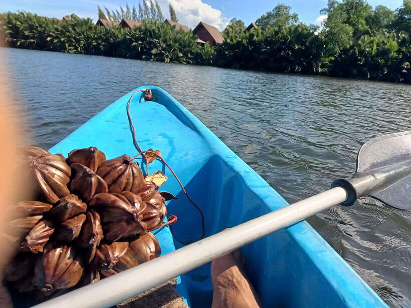 Green Cathedral Kayaking Journey & Reflection River View - Swimming, hammocks, and the unhurried finish