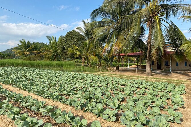 Half-Day Adventure to the Pepper Farm by Scooter - Secret Lake and a difficult chapter in Cambodia’s past