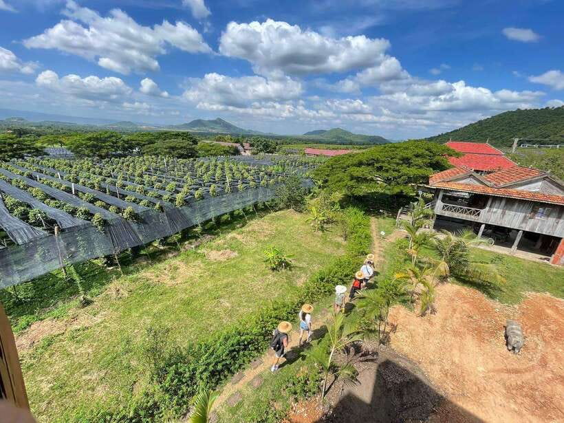 Kampot Pepper Farm, Salt Fields, Crab Market from Phnom Penh - La Plantation and the character of Kampot pepper