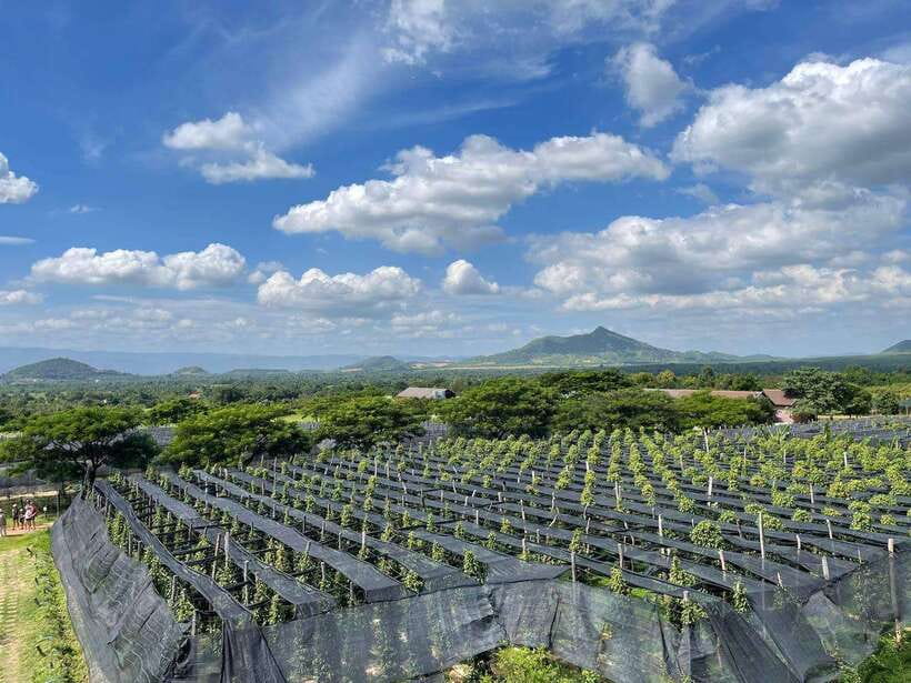 Kampot Pepper Farm, Salt Fields, Crab Market from Phnom Penh - Seafood at Kep Beach Crab Market