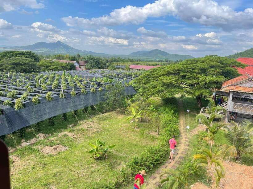 Kampot Pepper Farm, Salt Fields, Crab Market from Phnom Penh - What the $87 price really covers