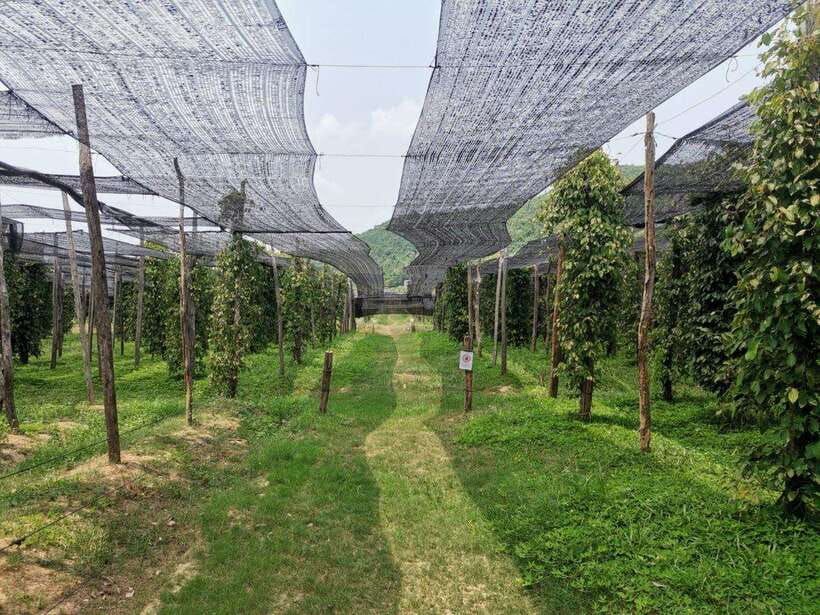 Kampot Pepper Farm Tour: Salt Fields, La Plantation & Cave - Learning the process at La Plantation