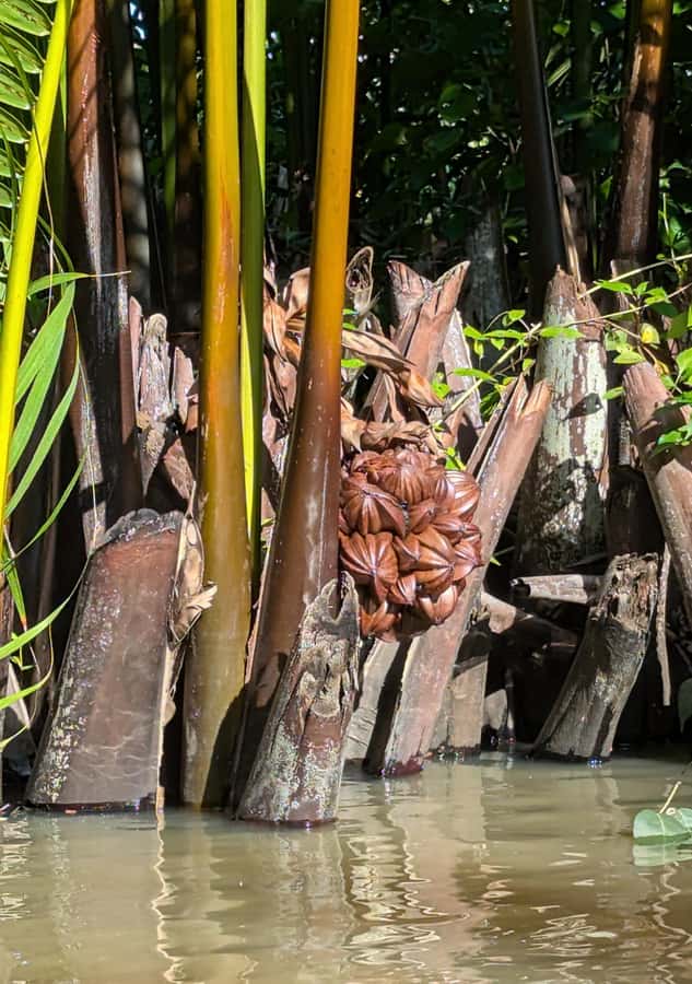 Kampot's Countryside & Kayak Tour, Pepper Farm include Lunch - Kampot pepper, explained at the plantation