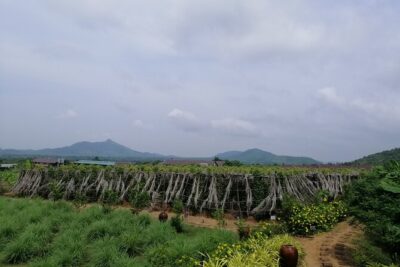 Kampot Tour Pepper Plantation, Salt Field, Cave, Secret Lake