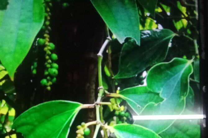 KAMPOT TRAVEL-Pepper farm. Cave.Secret lake-Crab market & Salt... - Sunset at the beach and the rhythm of the day